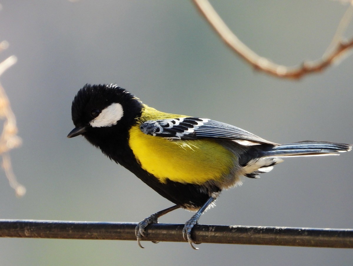 在电脑上找出的尼康p1000的片子｛机子不在了｝