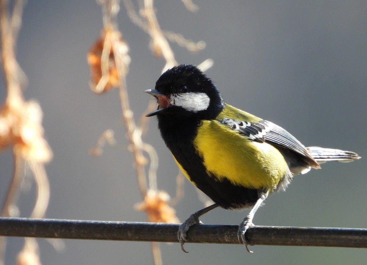 在电脑上找出的尼康p1000的片子｛机子不在了｝