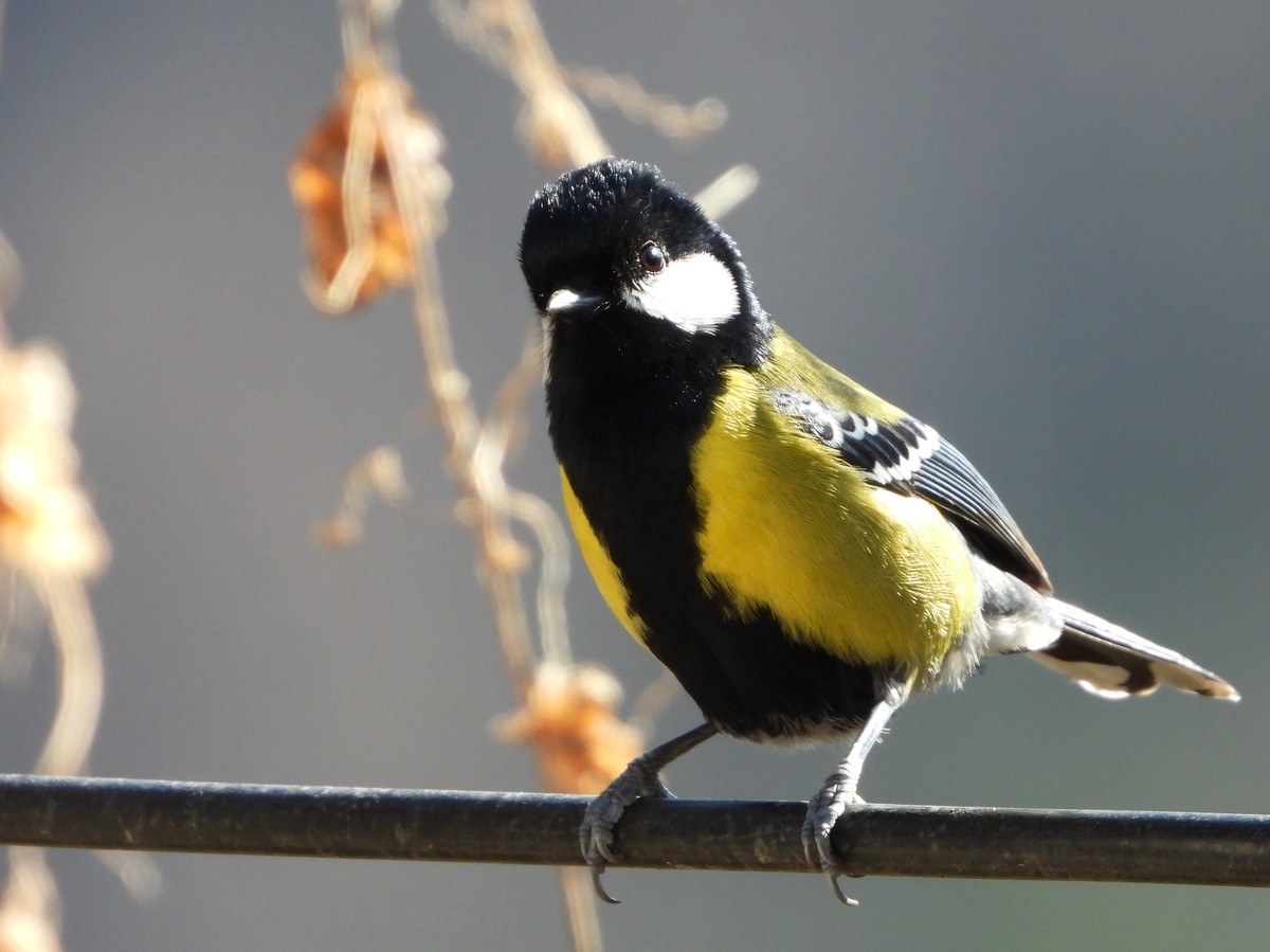 在电脑上找出的尼康p1000的片子｛机子不在了｝