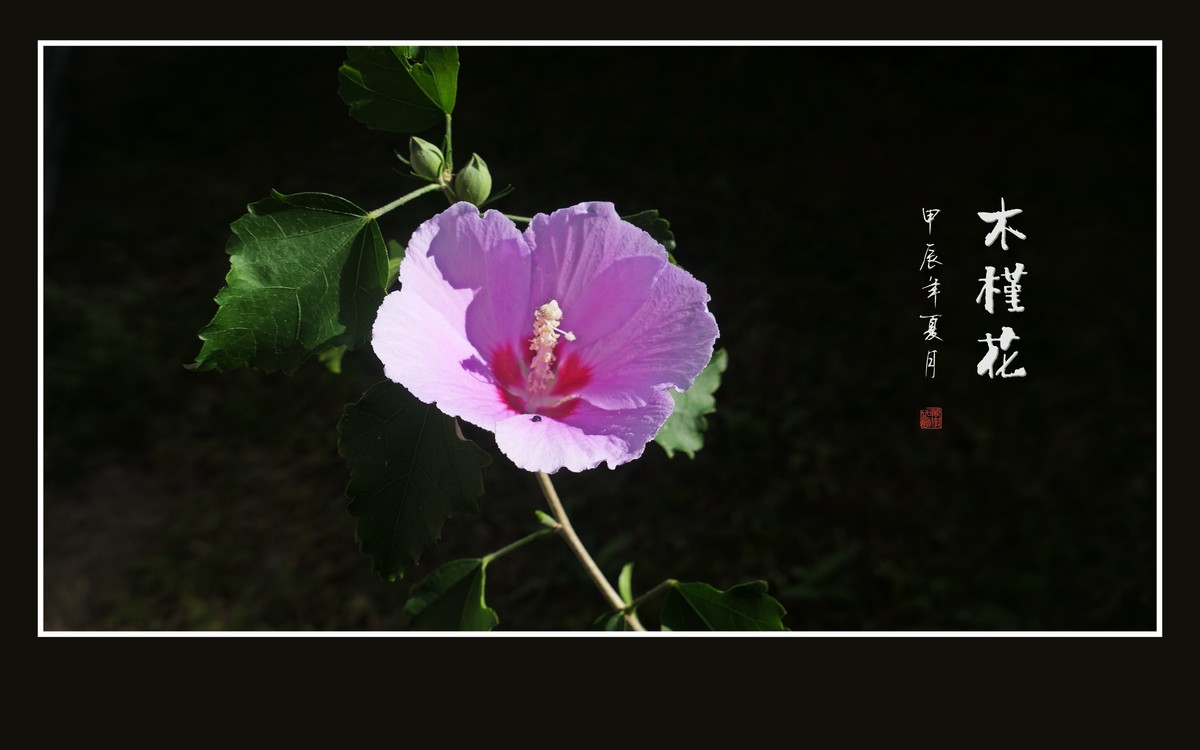 娇羞艳丽的木槿花