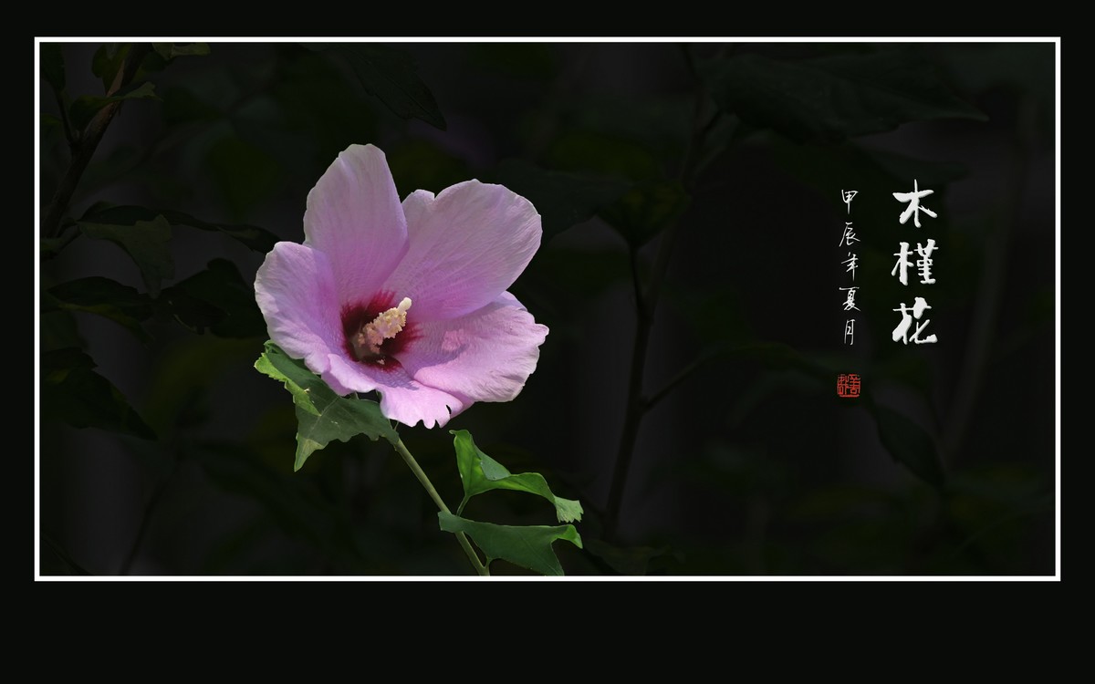 娇羞艳丽的木槿花