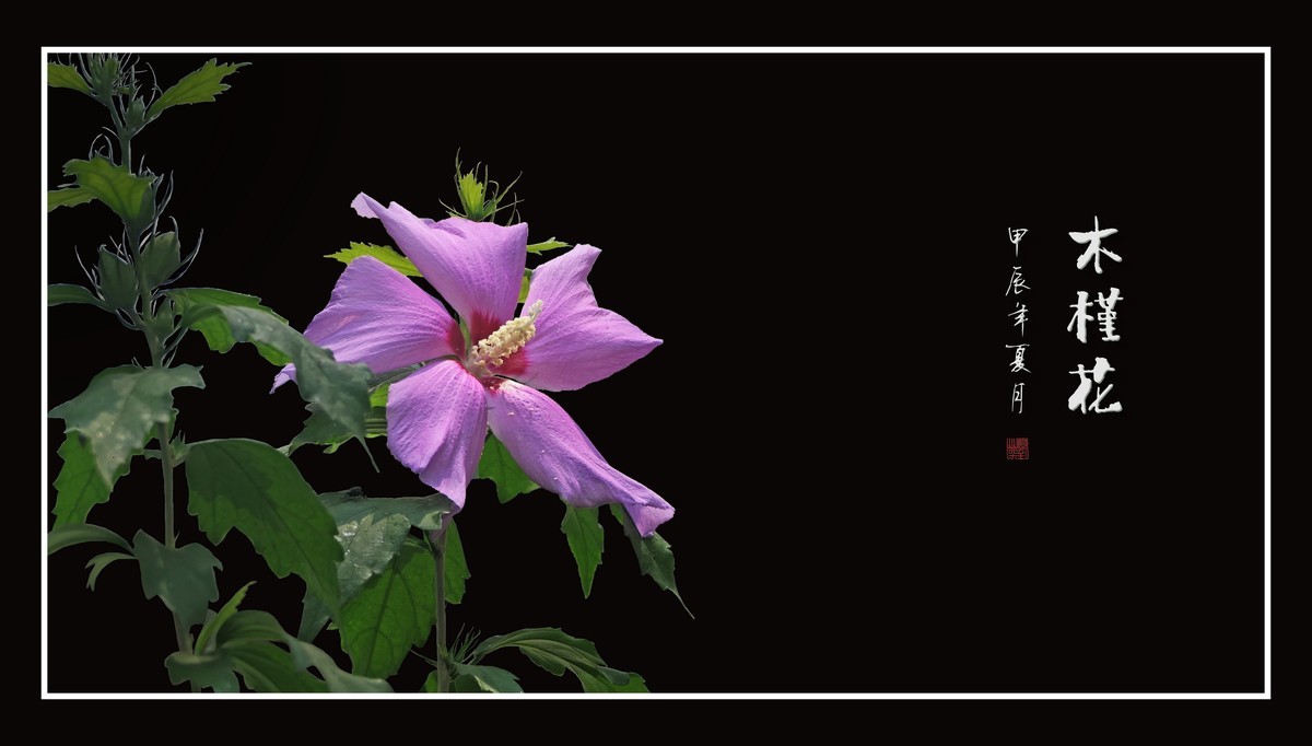 娇羞艳丽的木槿花