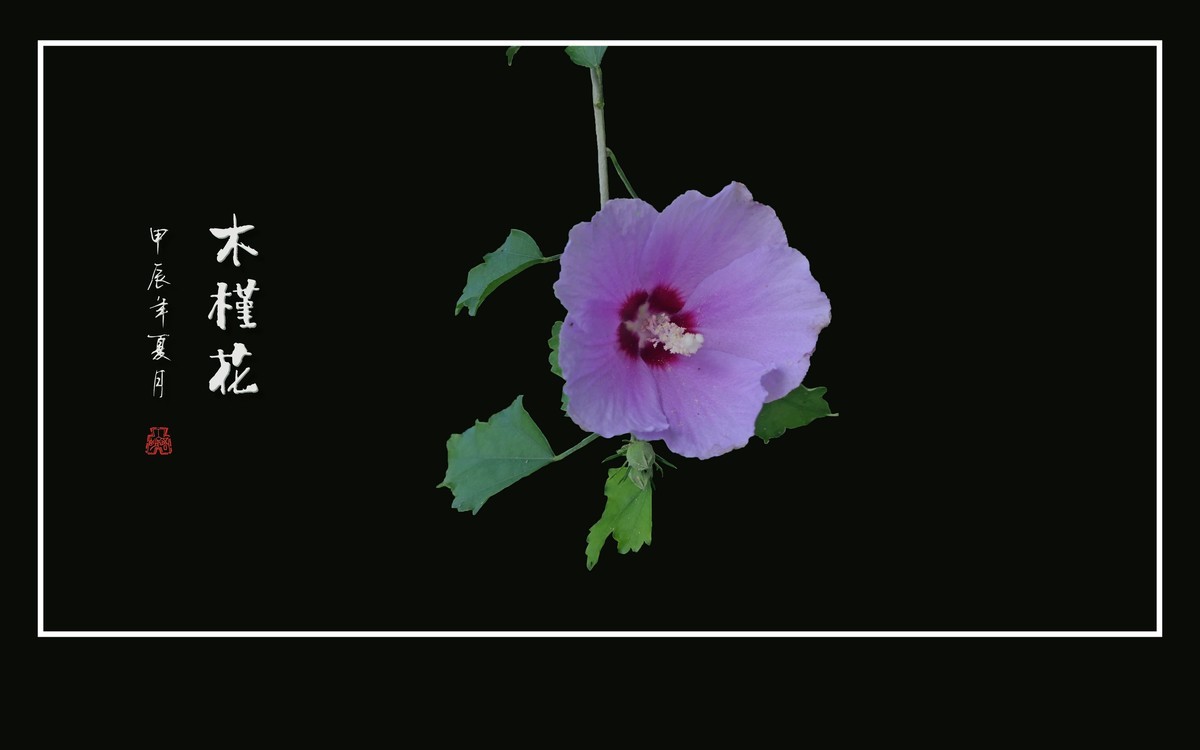 娇羞艳丽的木槿花