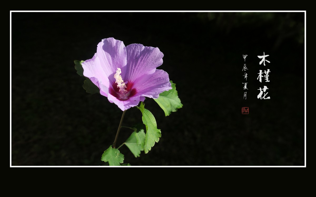 娇羞艳丽的木槿花