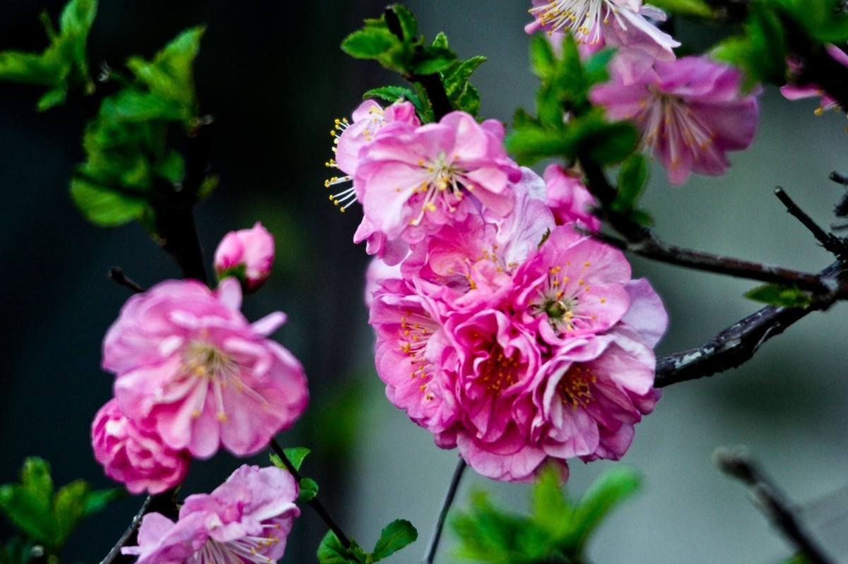 路边随拍——春花