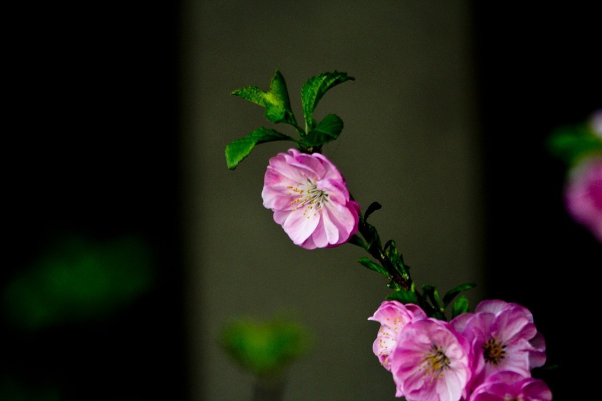 路边随拍——春花