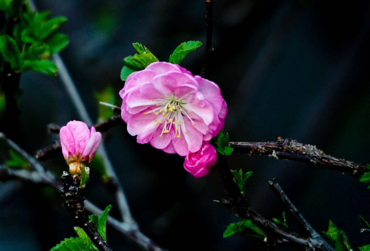 路边随拍——春花