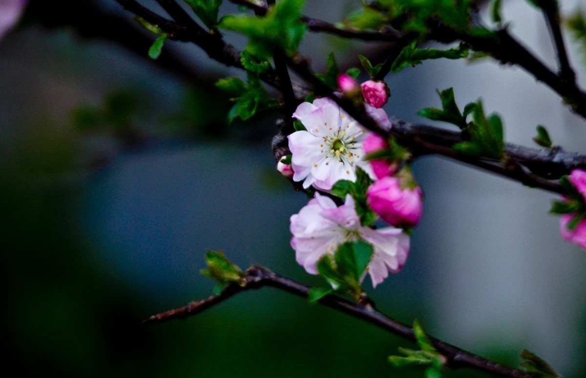 路边随拍——春花