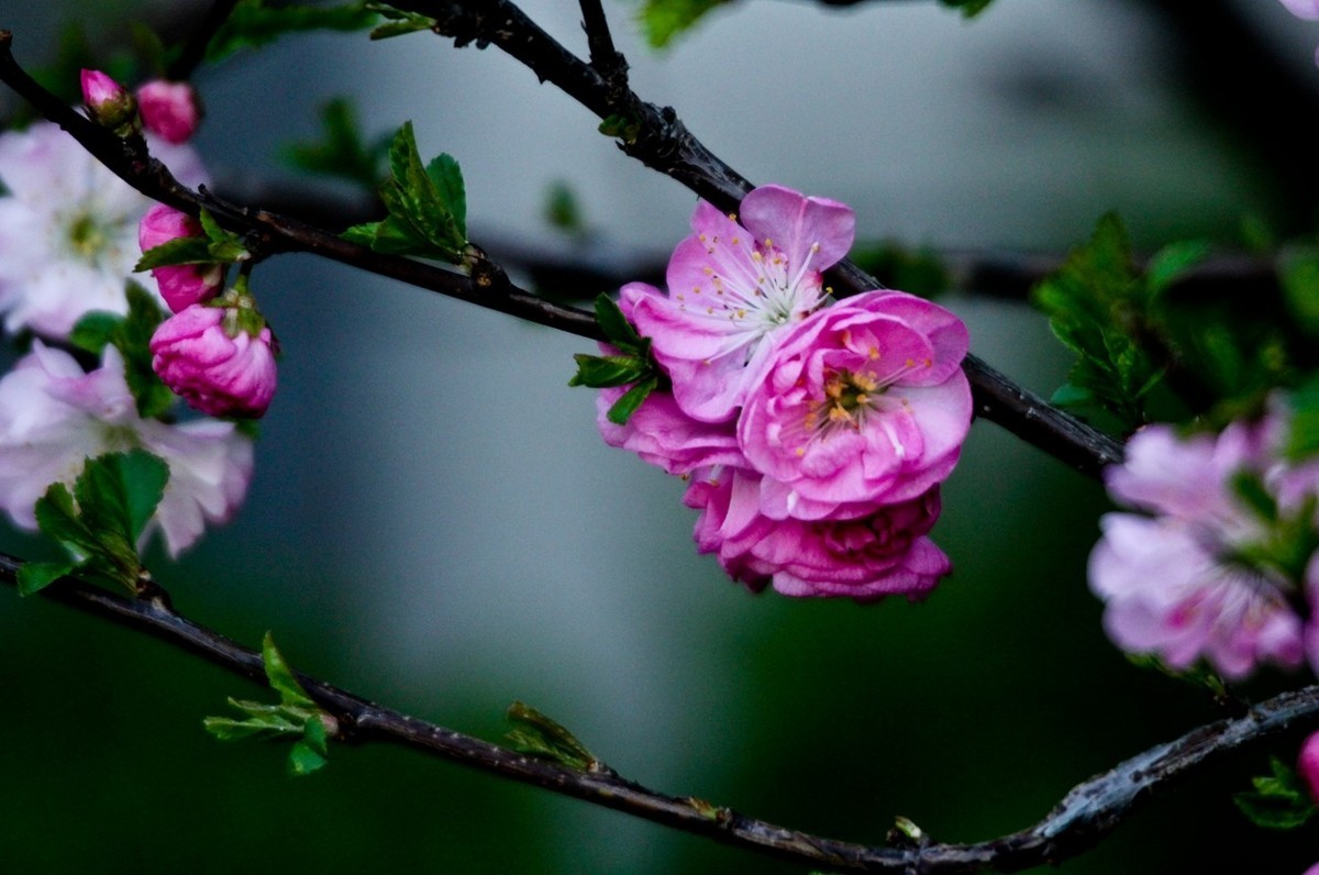 路边随拍——春花