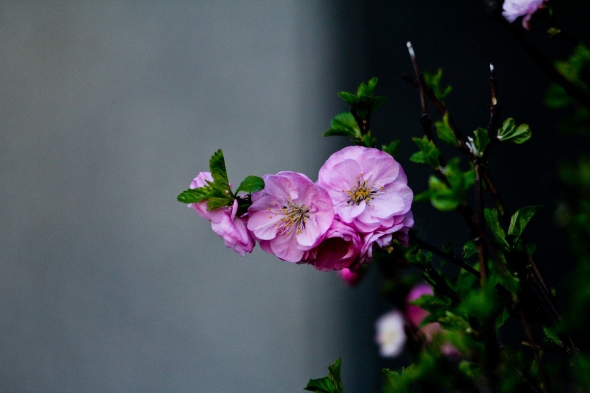 路边随拍——春花