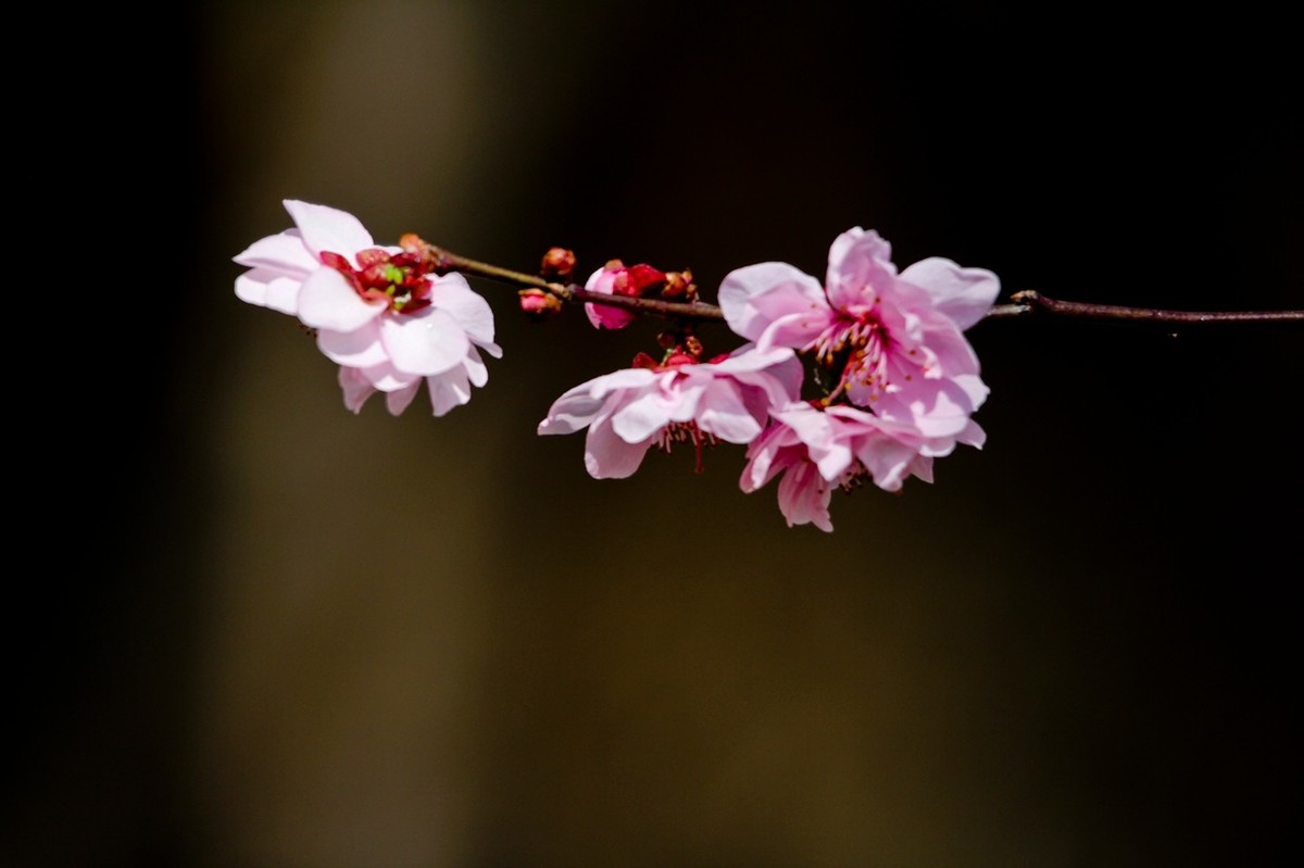 路边随拍——春花