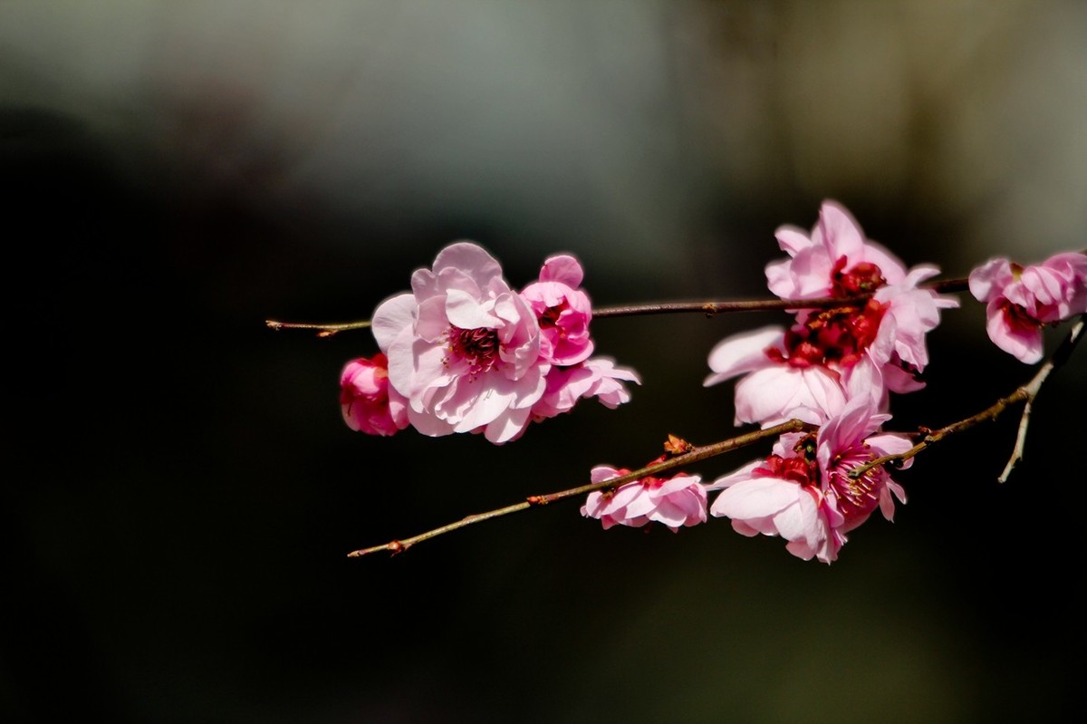 路边随拍——春花