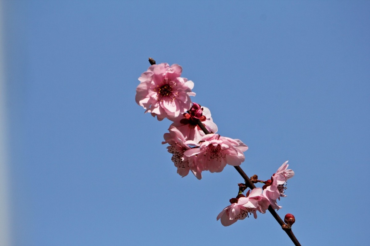 路边随拍——春花