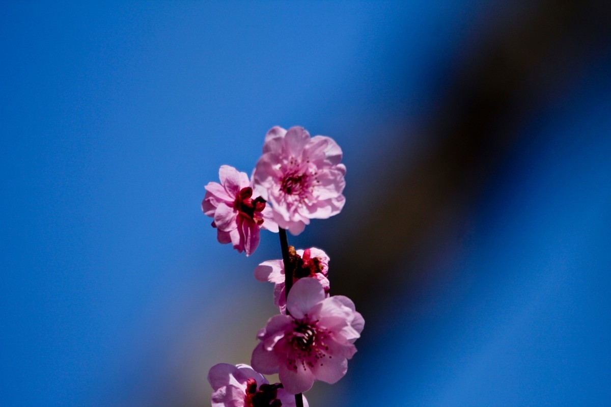 路边随拍——春花