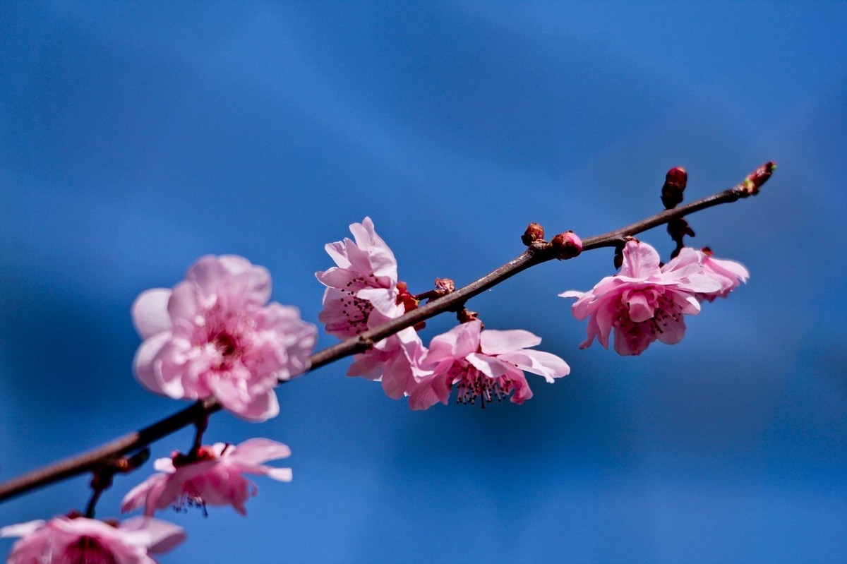 路边随拍——春花