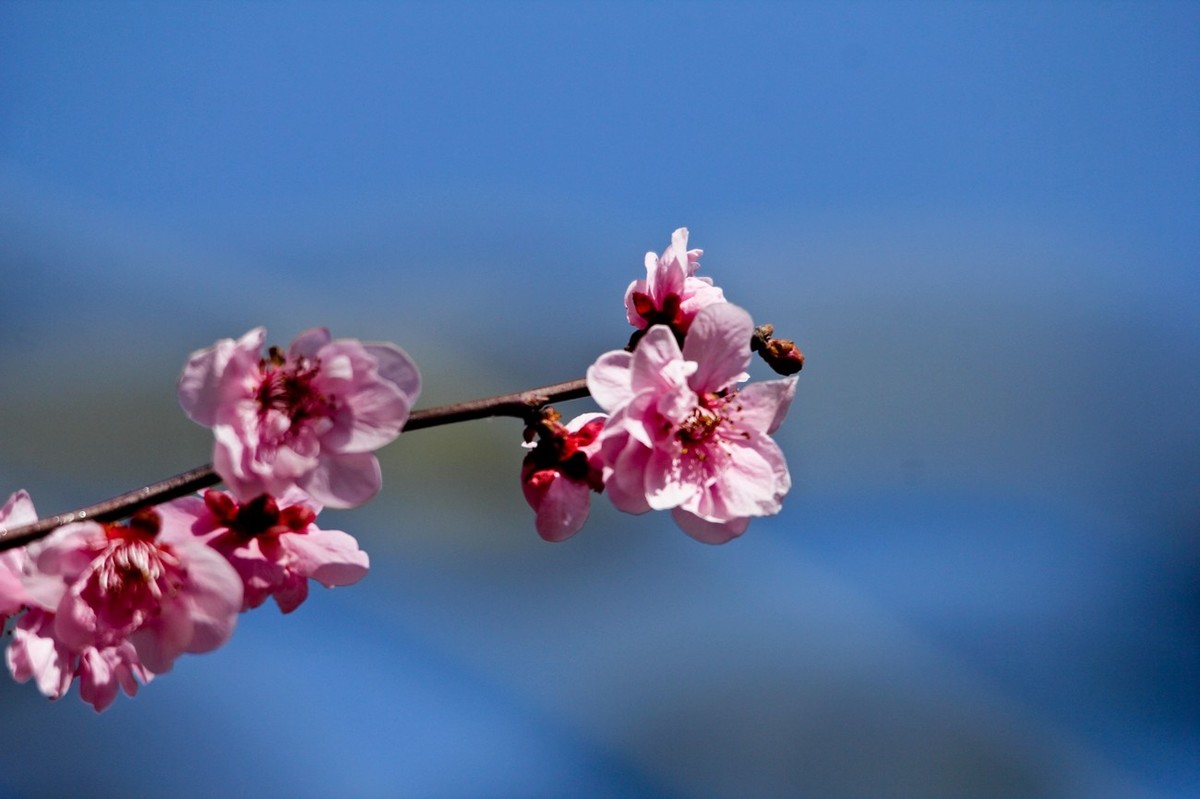 路边随拍——春花