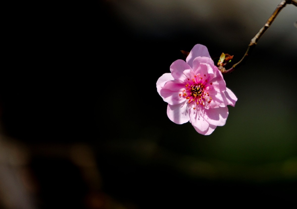 路边随拍——春花