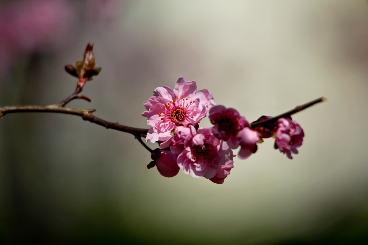 路边随拍——春花