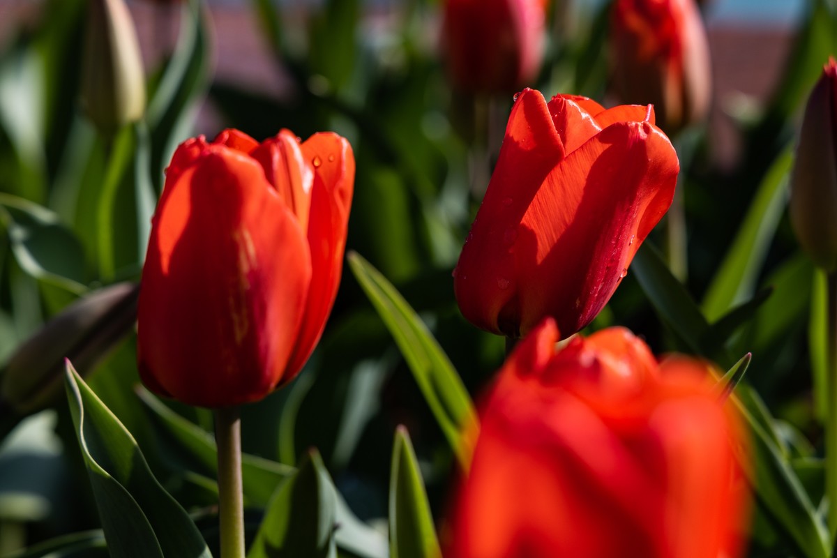 花枝招展（388）