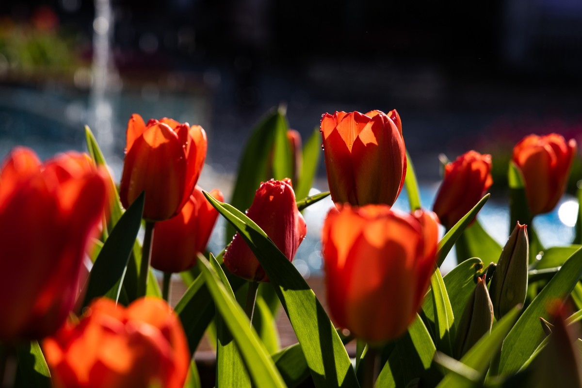 花枝招展（388）