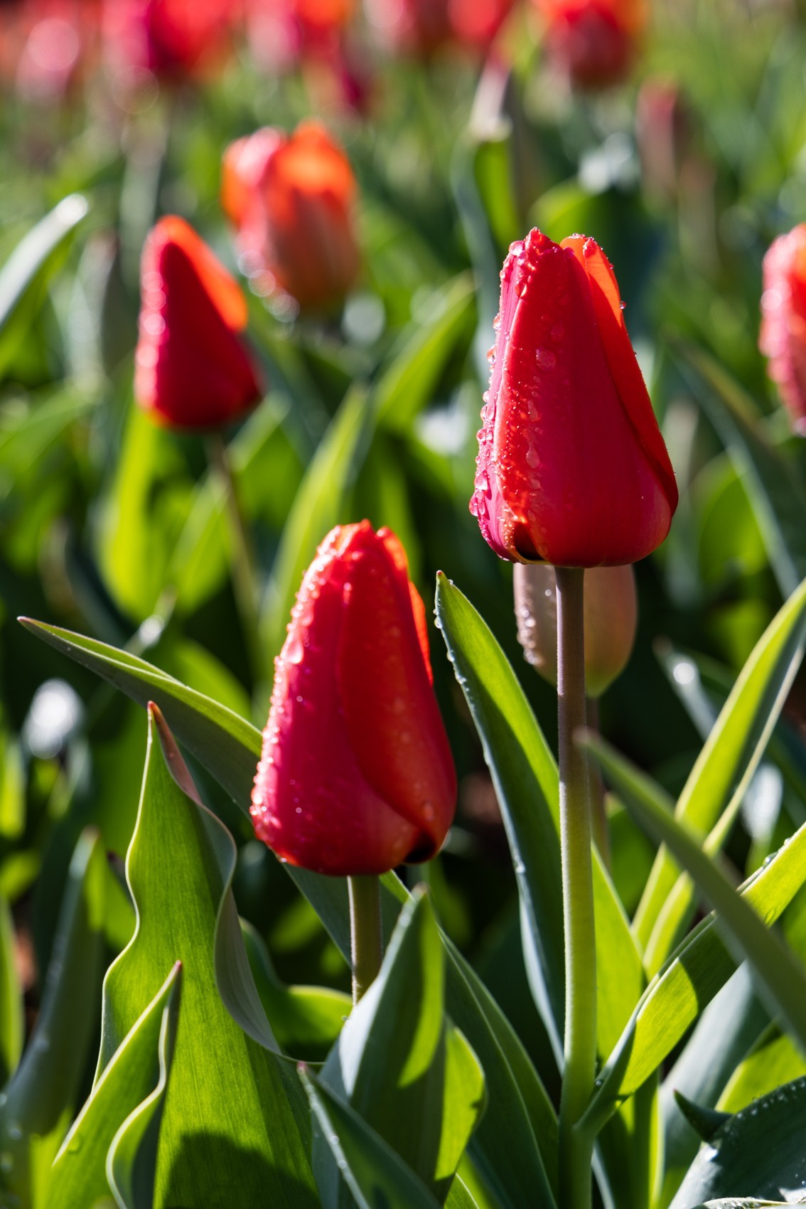 花枝招展（388）