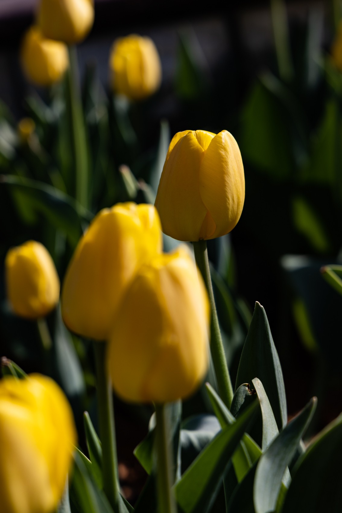 花枝招展（388）