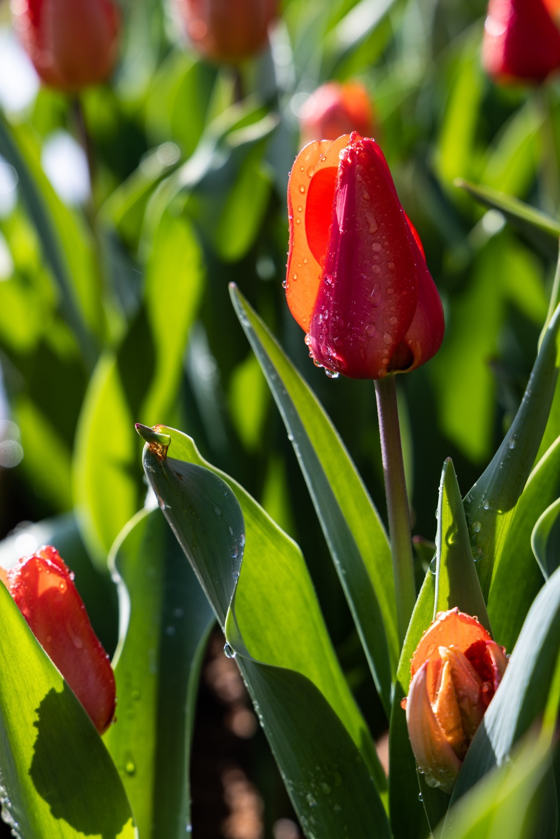 花枝招展（388）