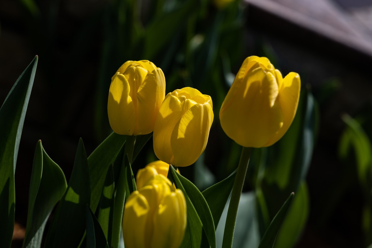 花枝招展（388）