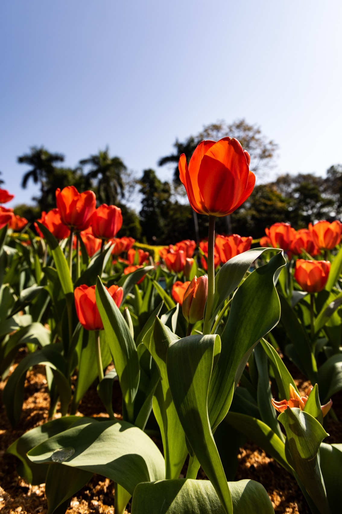 花枝招展（388）