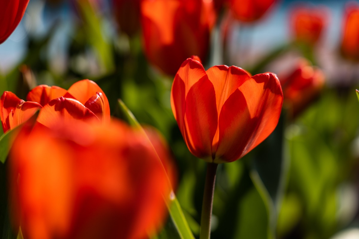 花枝招展（388）