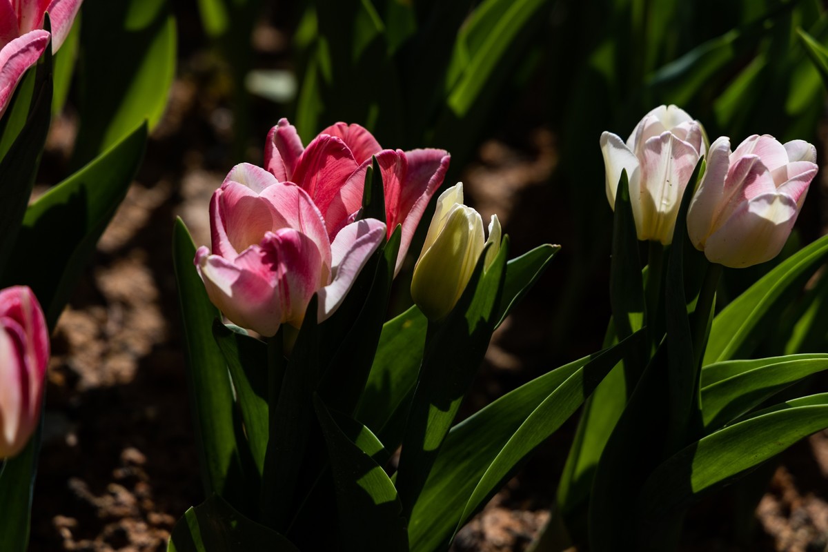 花枝招展（388）