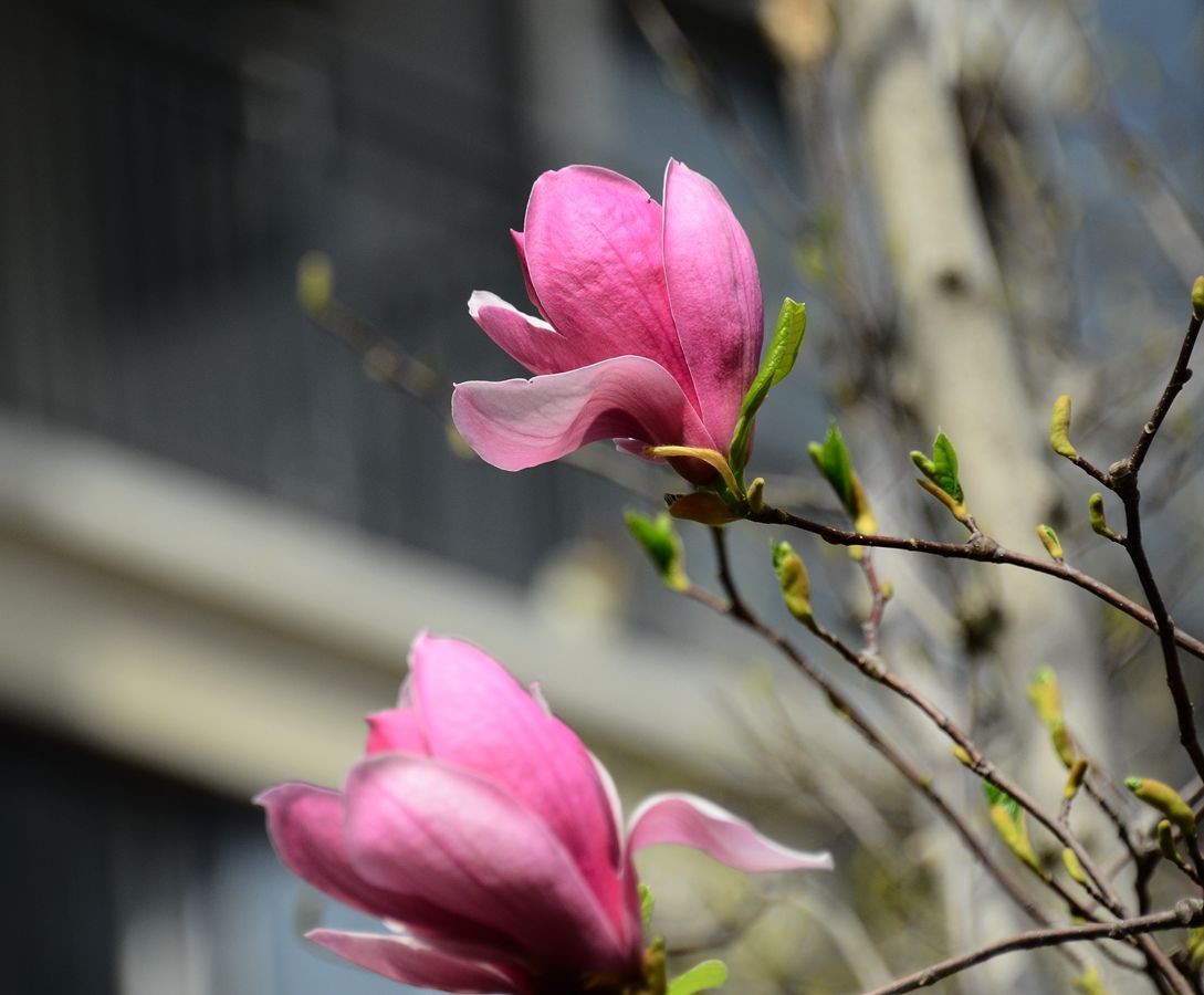 花卉系列【3333】