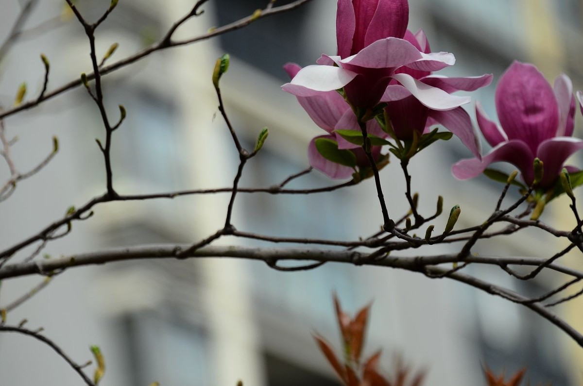 花卉系列【3333】