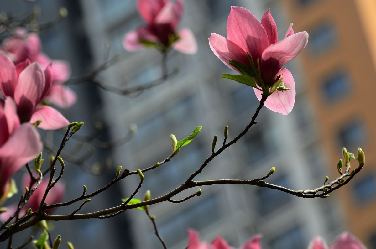 花卉系列【3332】