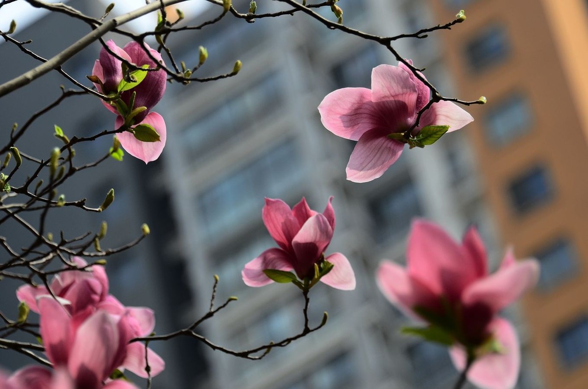 花卉系列【3332】