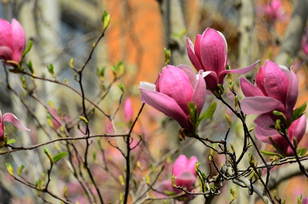 花卉系列【3332】