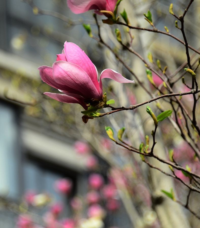 花卉系列【3332】