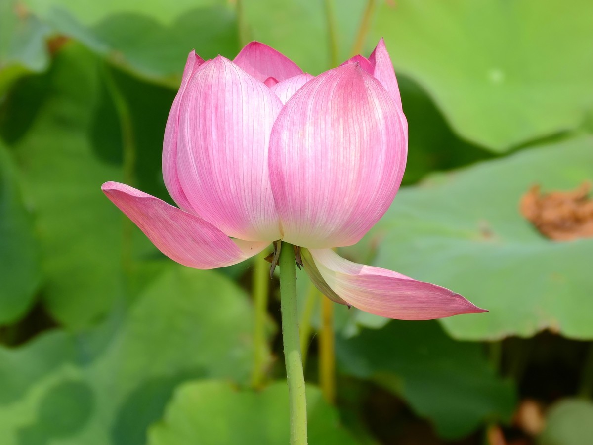 东  安  湖  公  园