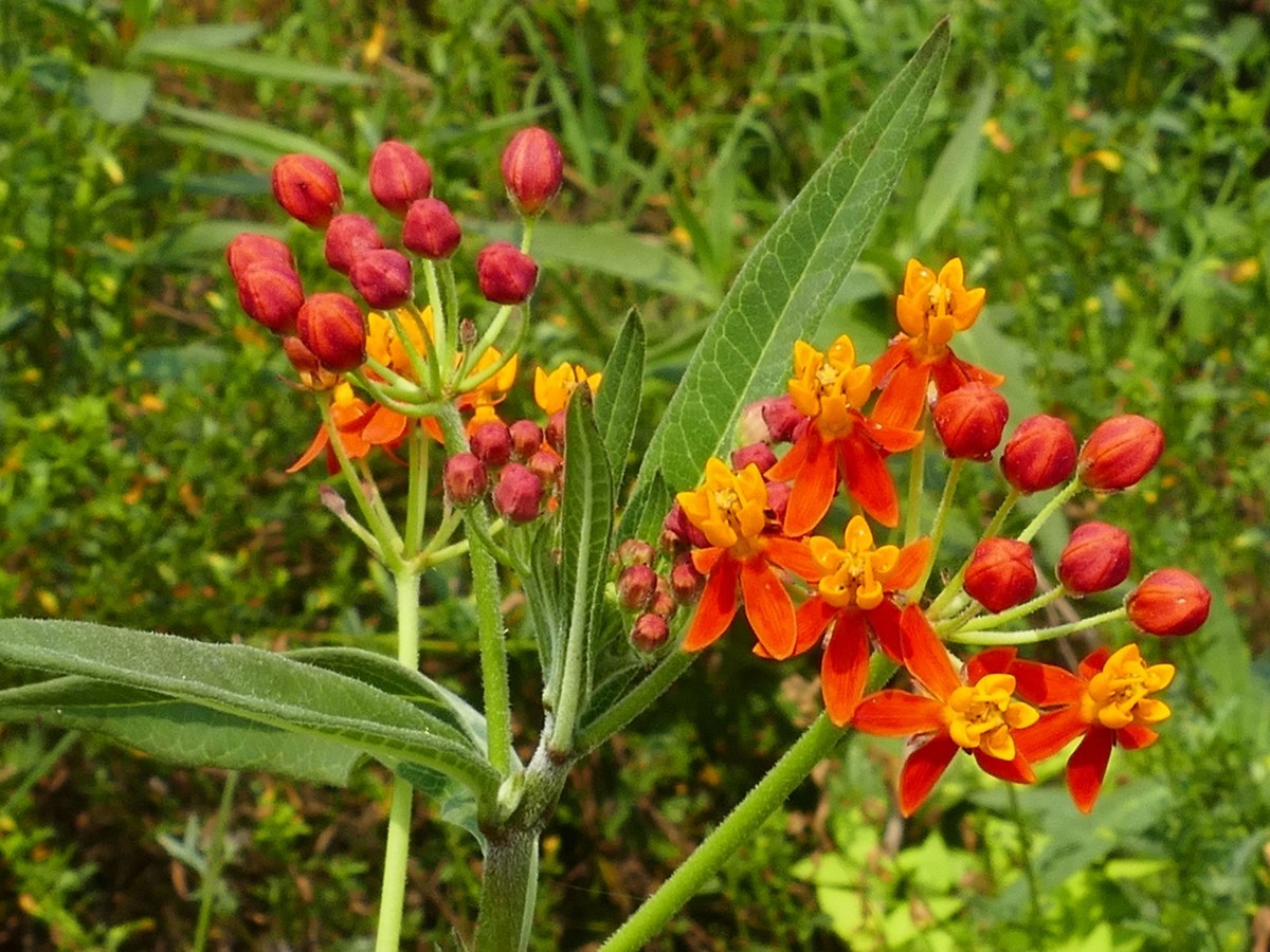 东  安  湖  公  园