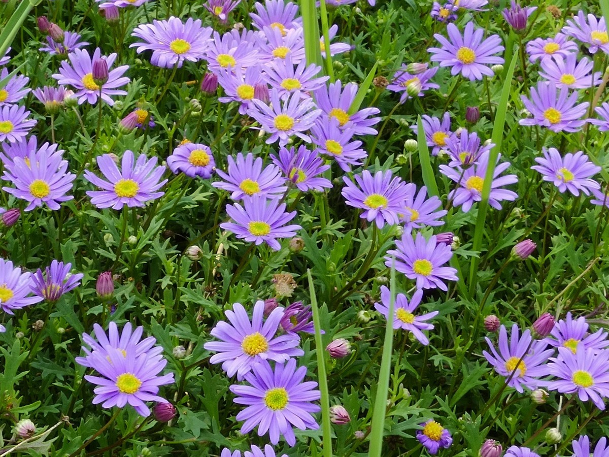 东  安  湖  公  园