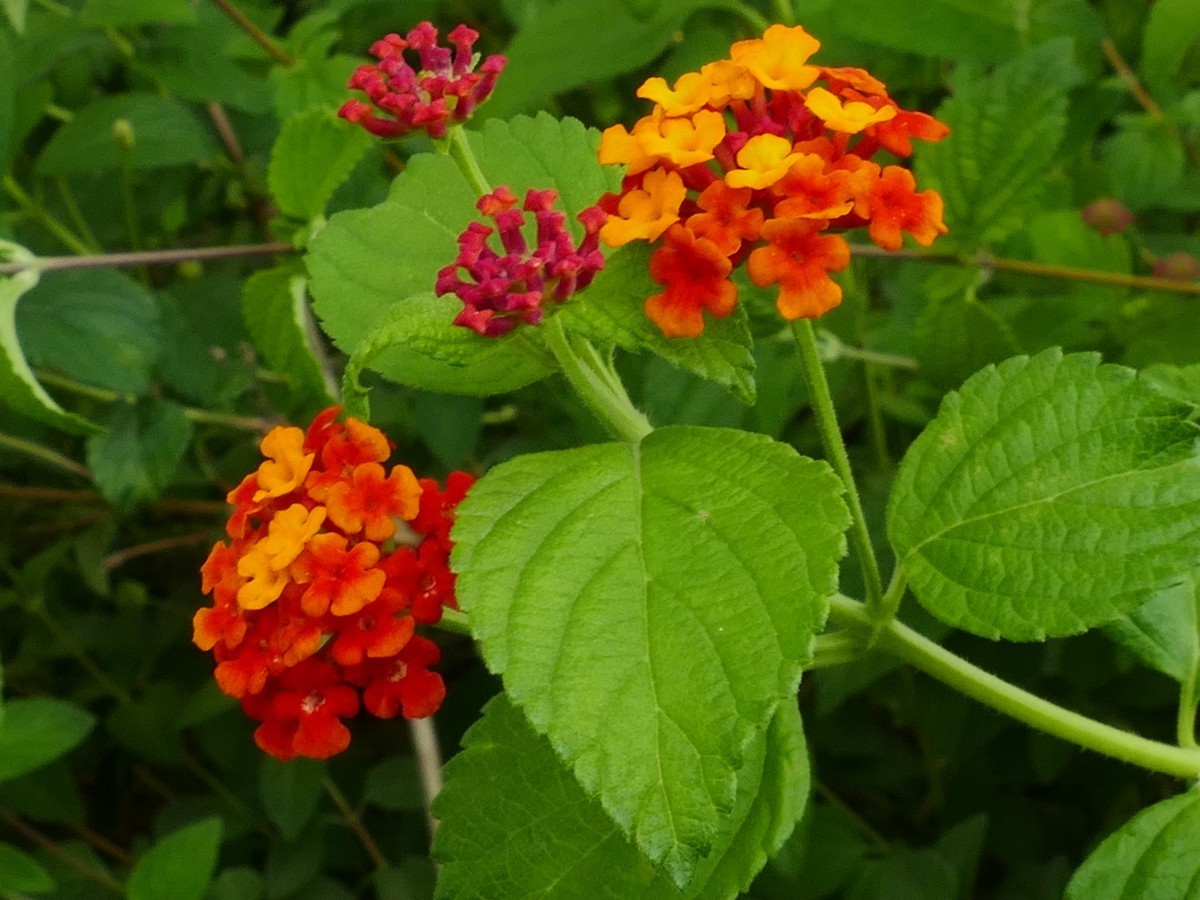 东  安  湖  公  园