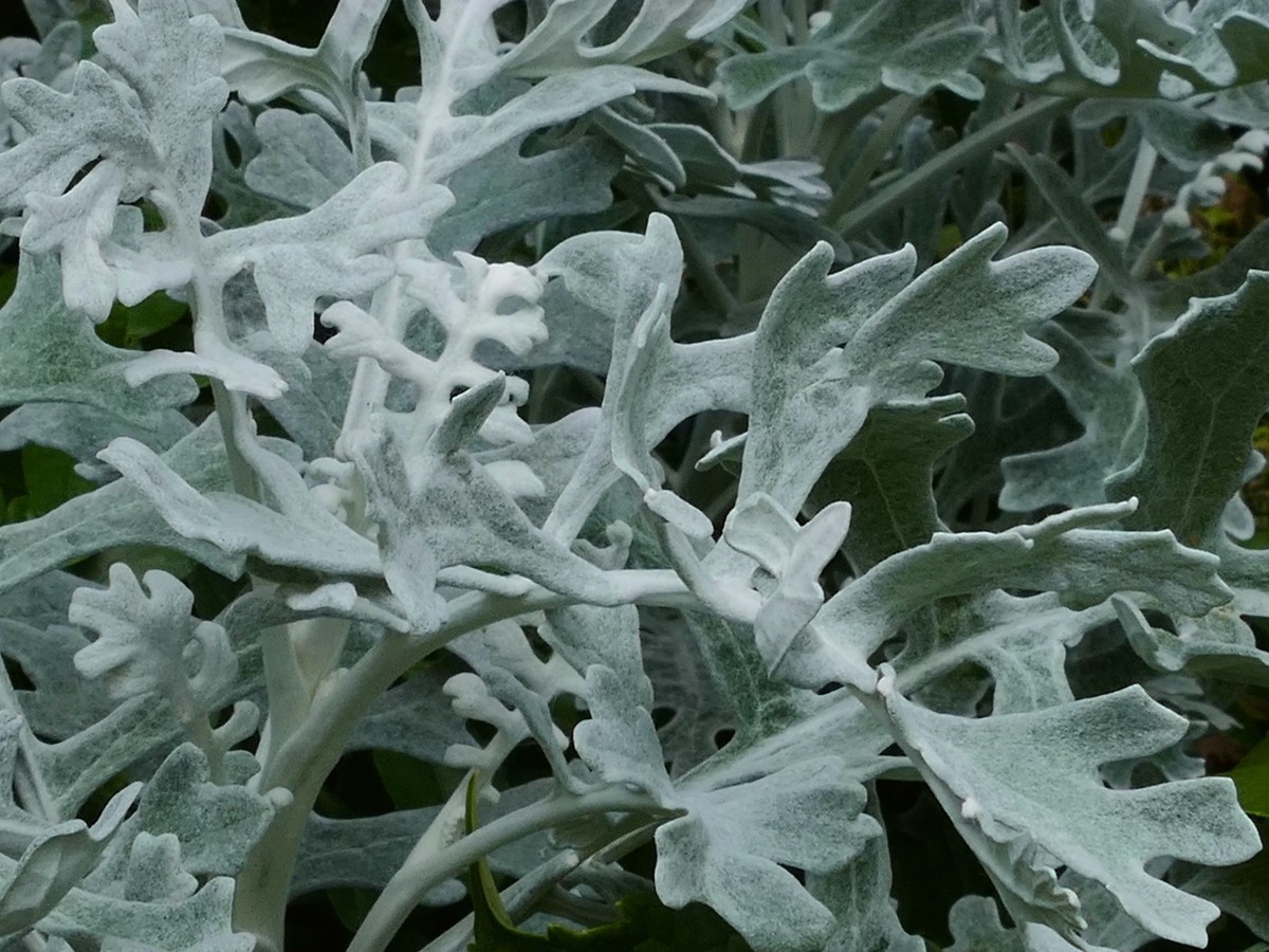 东  安  湖  公  园