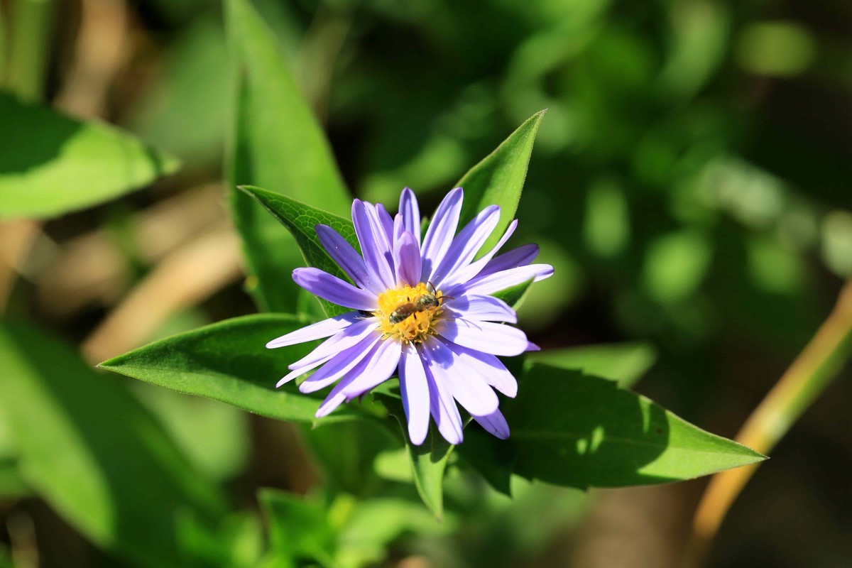 2022年拍的野菊花
