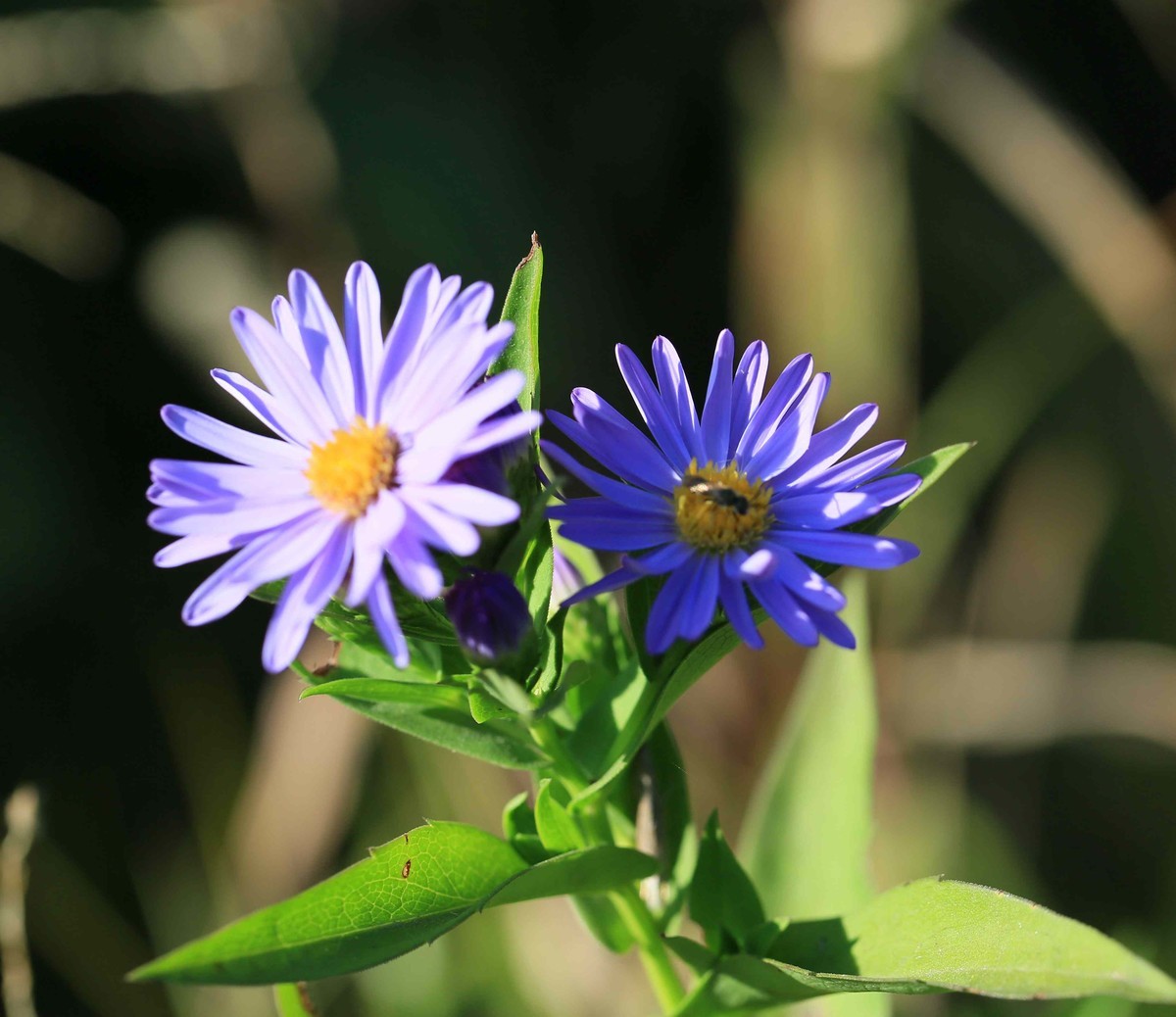 2022年拍的野菊花