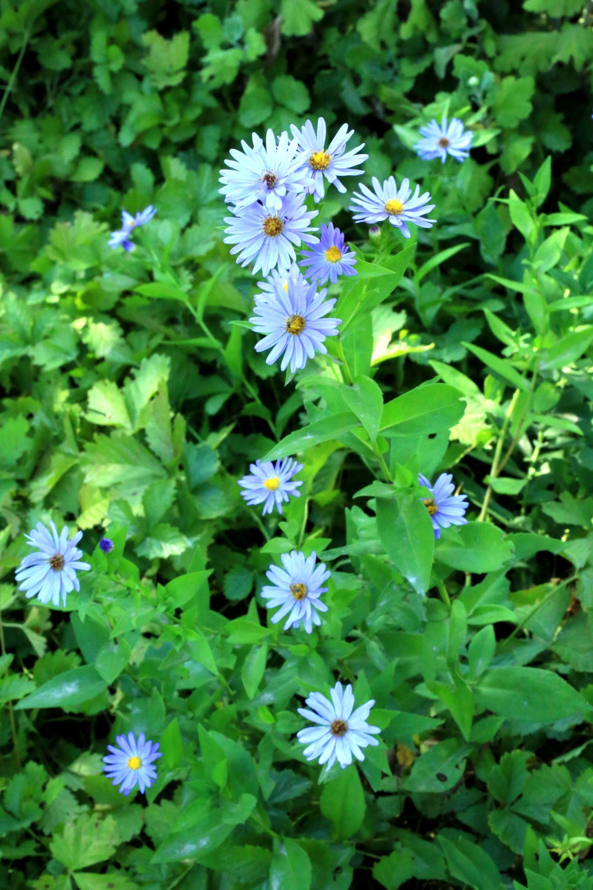 2022年拍的野菊花