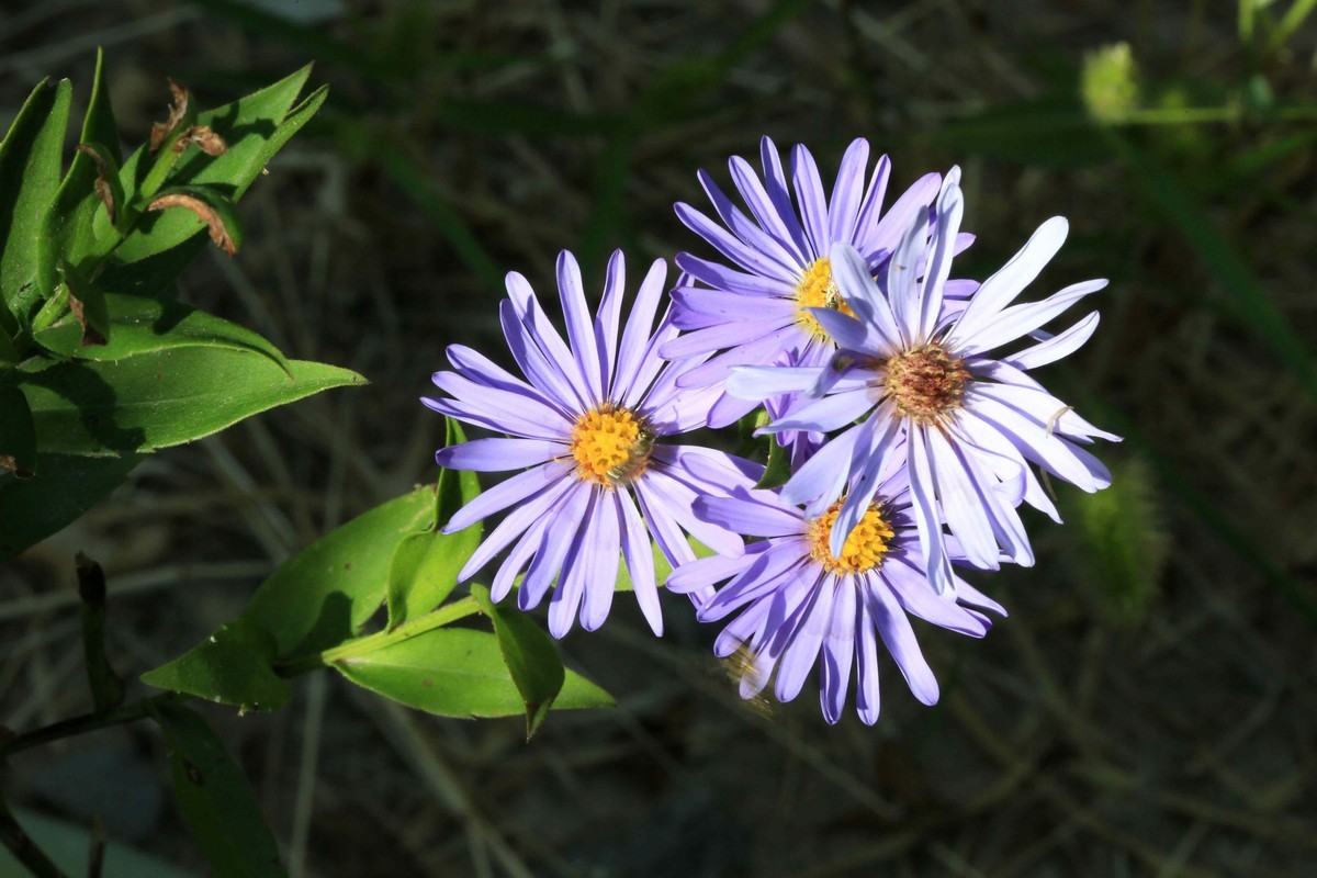 2022年拍的野菊花