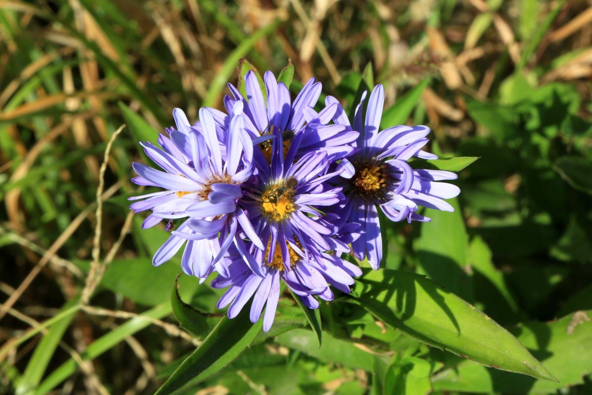 2022年拍的野菊花