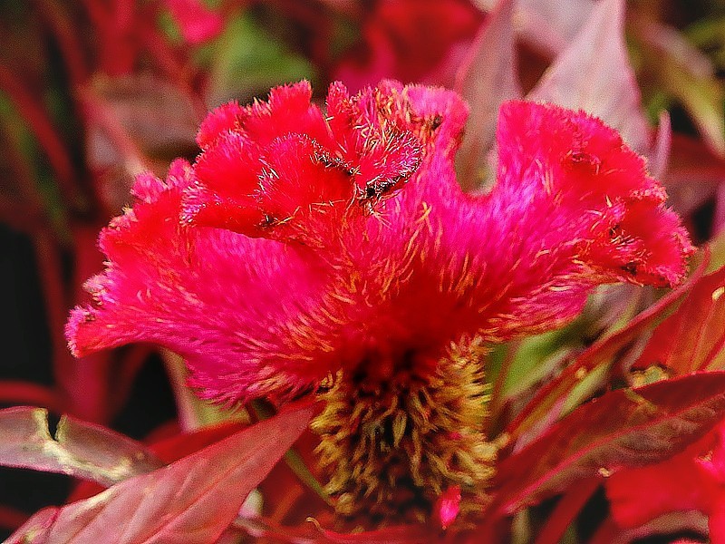 《不老松：纪实摄影》大运诃边的兴济花海：格桑花(秋英)、鸡冠花！ (4)