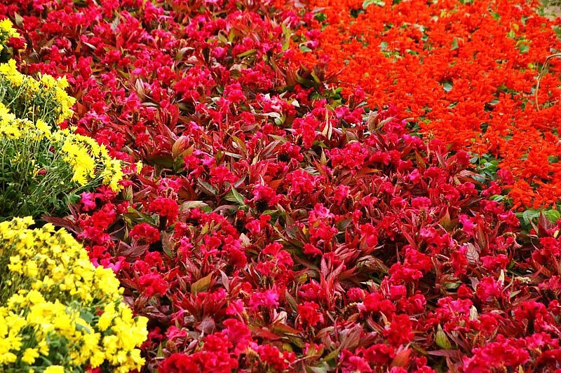 《不老松：纪实摄影》大运诃边的兴济花海：格桑花(秋英)、鸡冠花！ (4)