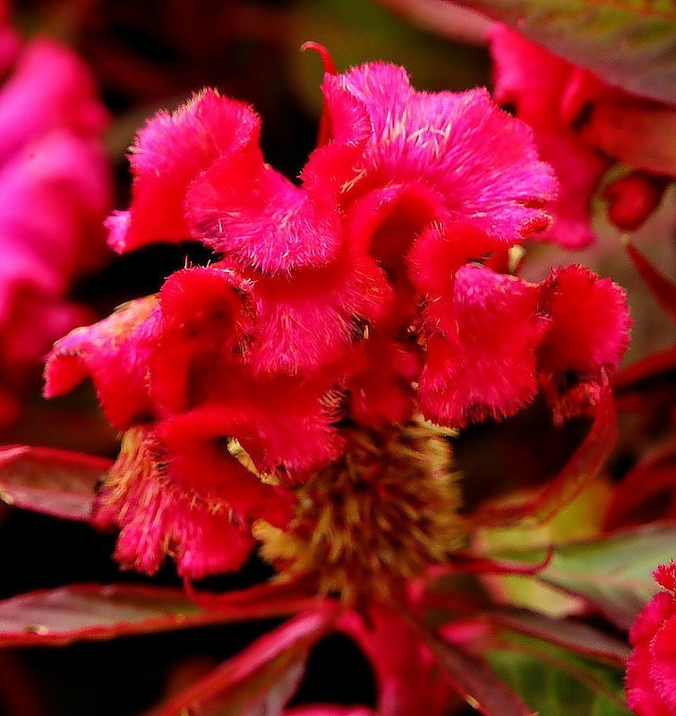《不老松：纪实摄影》大运诃边的兴济花海：格桑花(秋英)、鸡冠花！ (4)